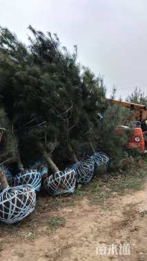 高度5000厘米雪松