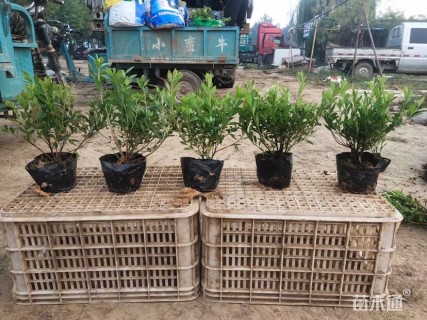 高度25厘米毛鹃