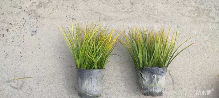 高度15厘米金叶菖蒲