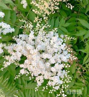 高度120厘米珍珠梅