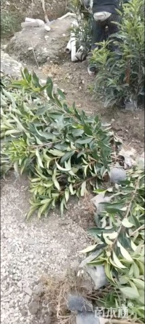 高度90厘米法国冬青