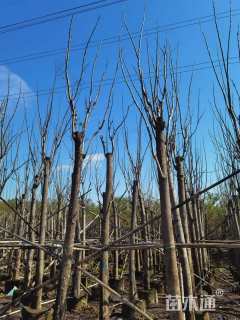 14公分黄山栾树