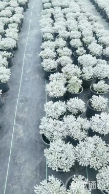 高度20厘米芙蓉菊