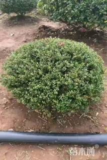 冠幅110厘米龟甲冬青球