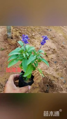 高度40厘米鼠尾草