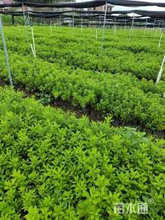 高度20厘米杜鹃