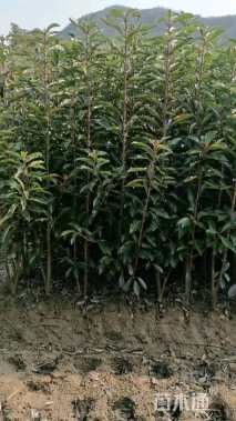 高度170厘米法国冬青