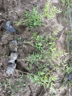 高度45厘米南天竹