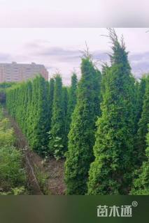 高度150厘米雪松