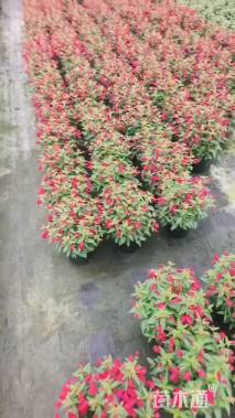 高度20厘米倒挂金钟