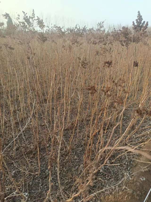 高度80厘米珍珠梅