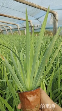 高度20厘米德国鸢尾