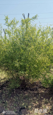 高度150厘米丛生榆叶梅