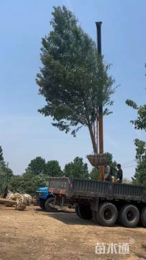 12公分美国红枫