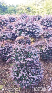3公分造型红花继木桩