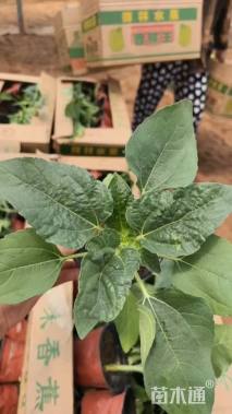 高度80厘米向日葵