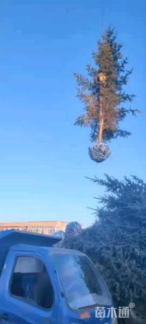 高度200厘米云杉