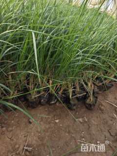 高度40厘米拂子茅