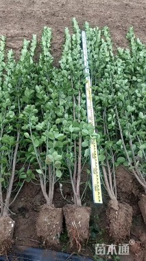 高度150厘米北海道黄杨小苗