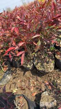 高度20厘米南天竹