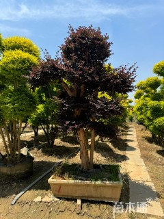 20公分造型红花继木桩