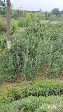 高度200厘米北海道黄杨