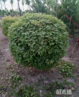 高度60厘米五角枫球