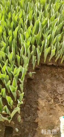 高度30厘米郁金香