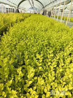 高度20厘米金叶女贞小苗