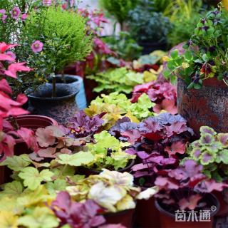 高度100厘米矾根