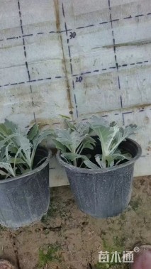 高度10厘米银叶菊