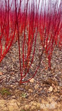 高度100厘米红瑞木