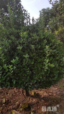 冠幅130厘米大叶黄杨球