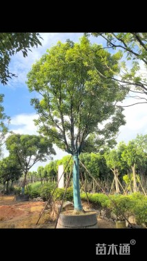 28公分香樟
