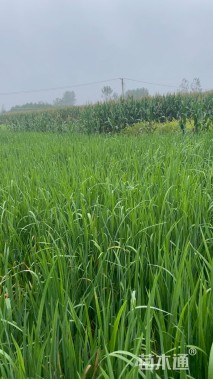 高度40厘米水生鸢尾