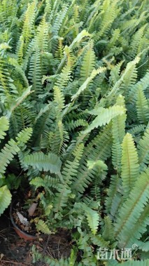 高度25厘米排骨草