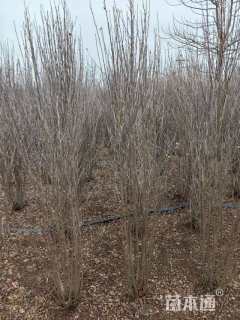高度120厘米丛生木槿