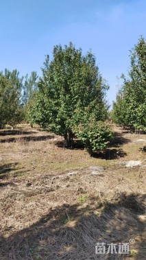 8公分丛生绚丽海棠