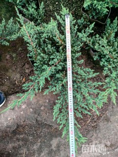 高度40厘米铺地柏
