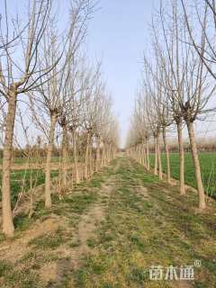 12公分金叶复叶槭