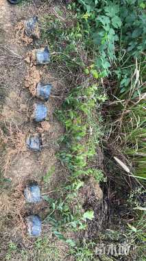 高度30厘米茶梅