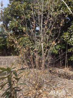 高度300厘米蜡梅