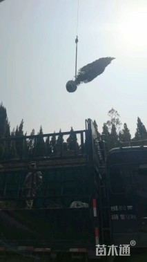 高度300厘米塔柏