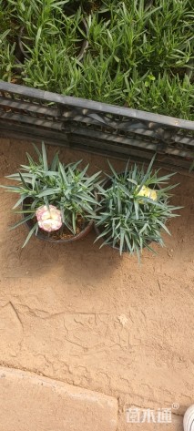 高度15厘米康乃馨