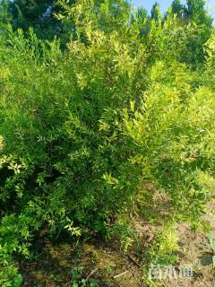 高度60厘米珍珠绣线菊