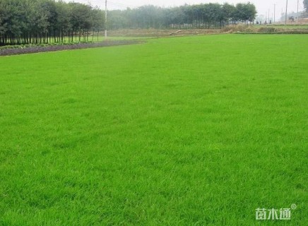 草块状百慕大草