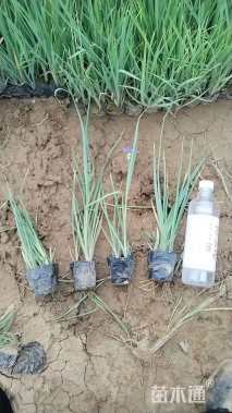 高度15厘米紫露草