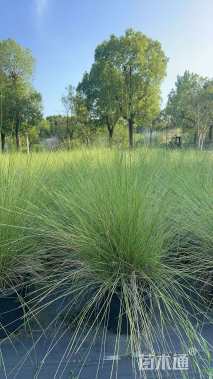 高度60厘米粉黛乱子草