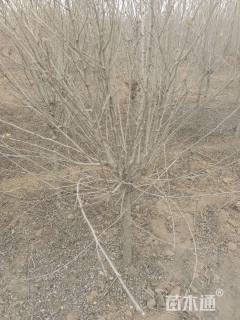 高度250厘米木槿