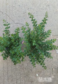 高度35厘米千屈菜